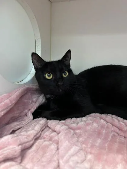 An adult small-sized female Domestic Short Hair cat named Lizzo for adoption in Manteo, NC