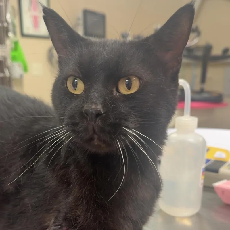 An adult large-sized male Black Domestic Short Hair cat named Pua for adoption in Coralville, IA