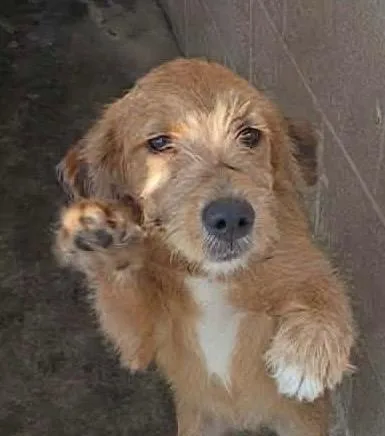 A baby medium-sized male Mixed Breed dog named Scrappy for adoption in Beebe, AR