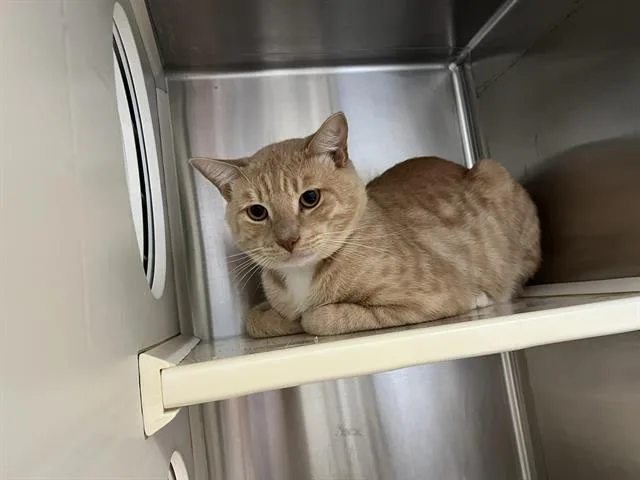 A young small-sized male Domestic Short Hair cat named Butterscotch for adoption in Tustin, CA