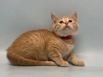 A baby small-sized female Domestic Short Hair cat named Bumblebee for adoption in Golden Valley, MN