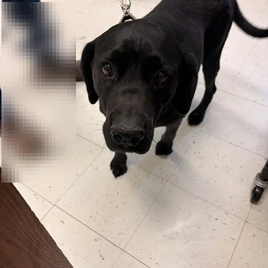 An adult large-sized female Black Mixed Breed dog named Arabella for adoption in Davenport, IA
