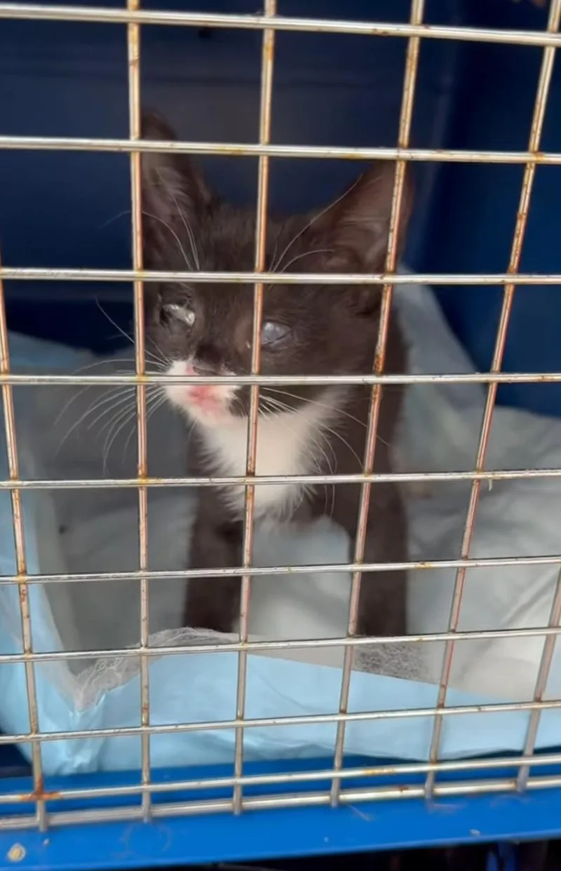 A baby small-sized female Tuxedo cat named Pandora blind baby for adoption in Newark, NJ