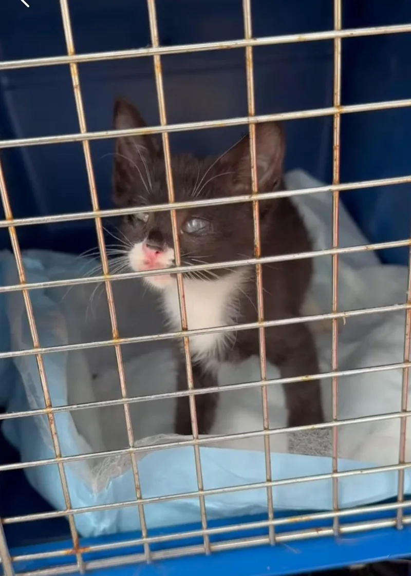 Pandora blind baby thumbnail 3