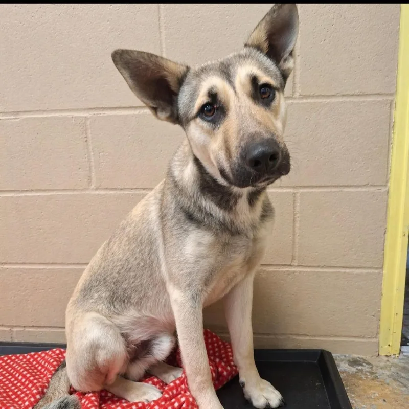 A young medium-sized male Sable Shepherd dog named Wylie for adoption in Sulphur, KY
