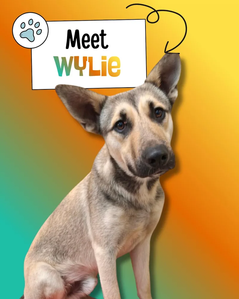 Wylie thumbnail 6