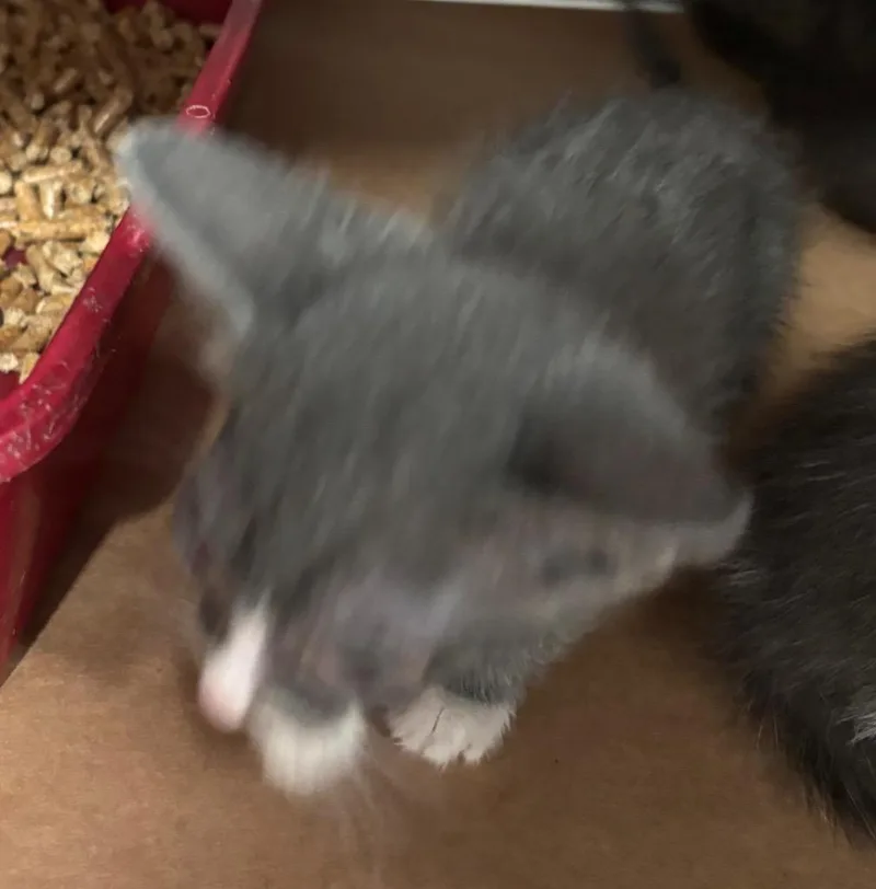 A baby large-sized male Domestic Short Hair cat named Blondie for adoption in Cartersville , GA