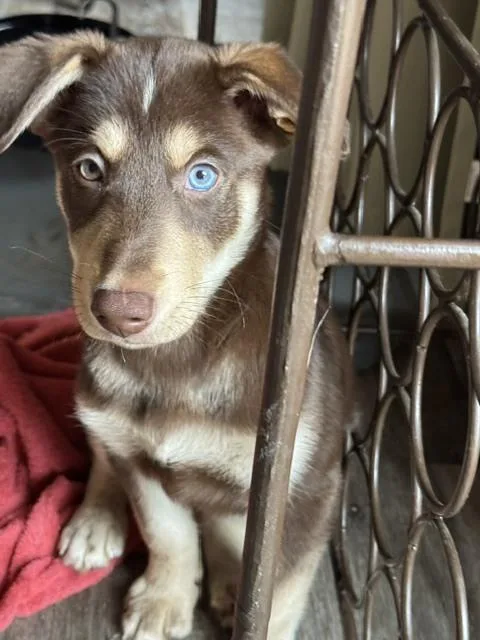 Cinnamon