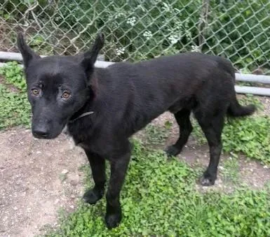 An adult large-sized male German Shepherd Dog dog named Homer for adoption in Houston, TX