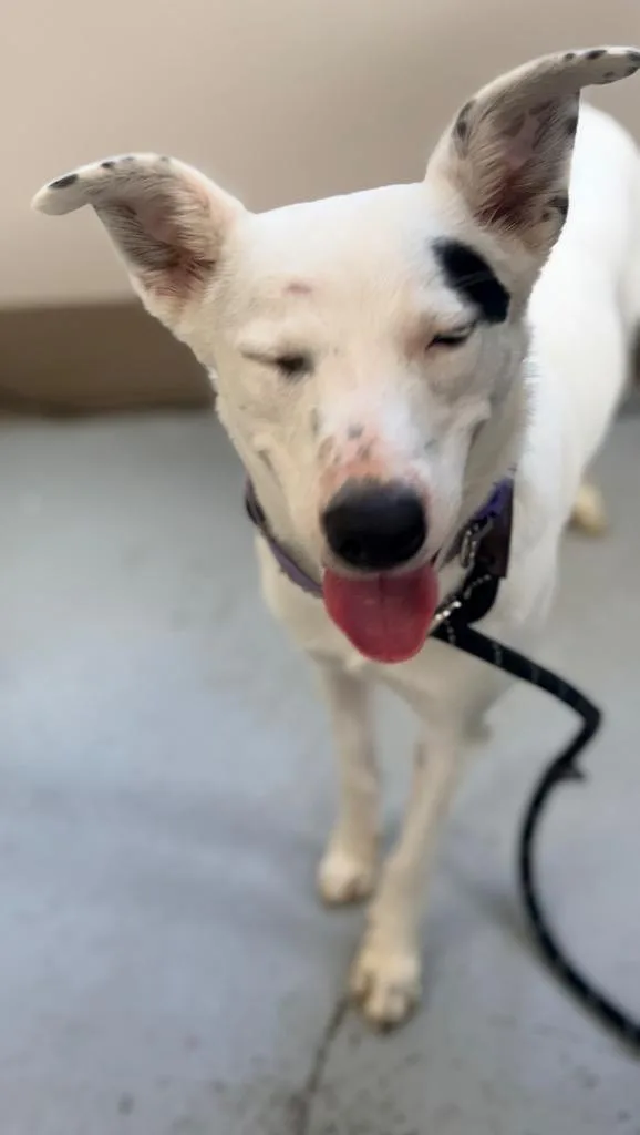 An adult medium-sized female Collie dog named Cricket for adoption in North Vernon, IN