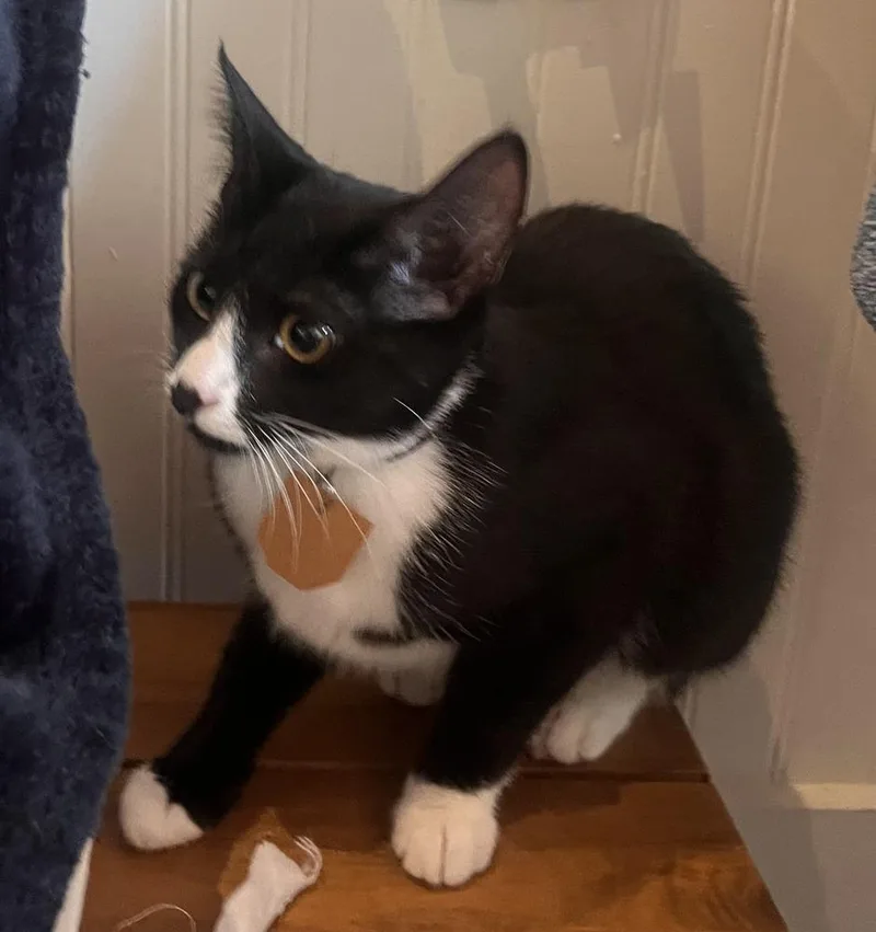 A young small-sized male Black & White / Tuxedo Domestic Short Hair cat named Mimi for adoption in Lewisburg, PA