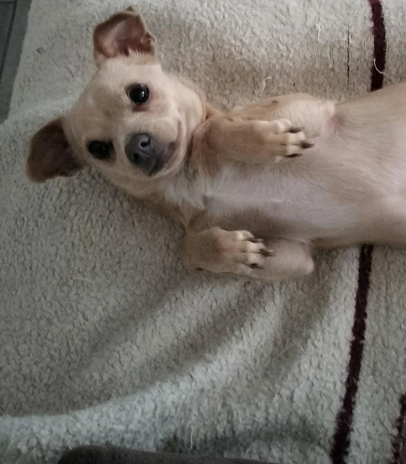 Little Man thumbnail 3