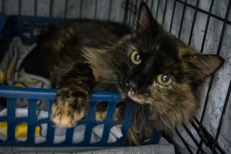 Farrah: Dlh thumbnail 2