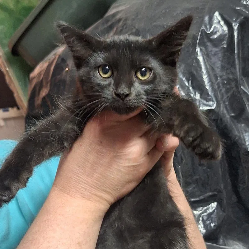 A baby small-sized male Domestic Medium Hair cat named Chewbacca for adoption in Grantsville, UT