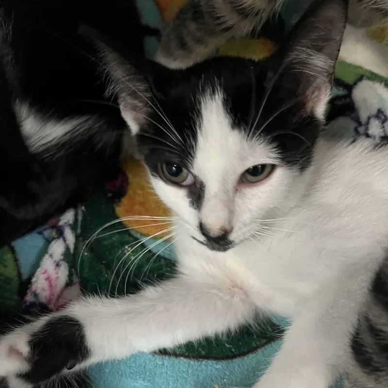 A baby small-sized female Black Domestic Short Hair cat named Pawla Dean for adoption in Lakeland, FL