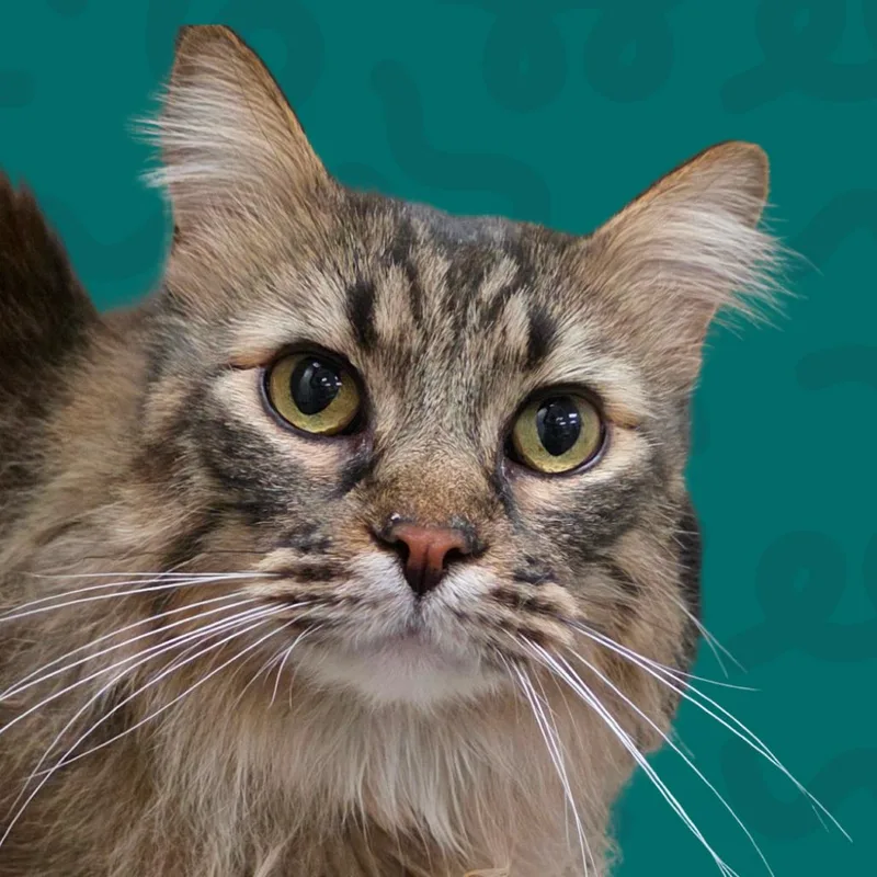 A senior large-sized male Brown / Chocolate Domestic Long Hair cat named Beethoven for adoption in Reno, NV