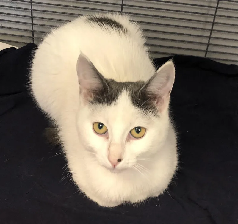 A baby medium-sized female Gray & White Domestic Short Hair cat named Cutie Pie for adoption in Parma, OH