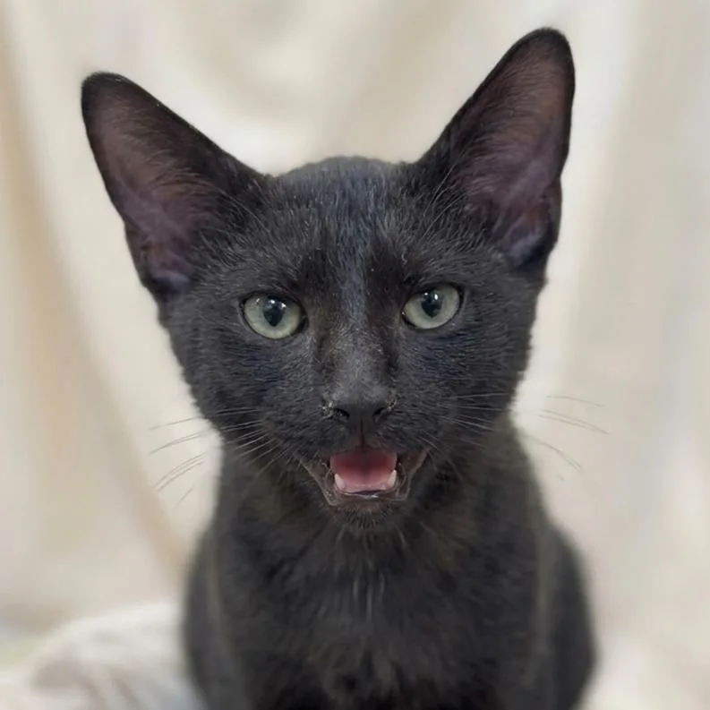A baby small-sized male Black Domestic Short Hair cat named Cayenne for adoption in Houston, TX