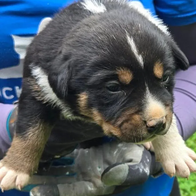 A baby small-sized male Black Australian Cattle Dog / Blue Heeler dog named Earl for adoption in Hohenwald, TN