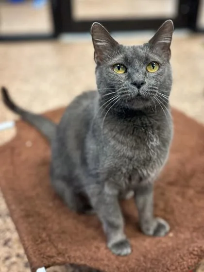 Morticia thumbnail 2