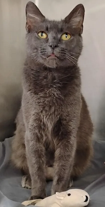 Morticia thumbnail 3