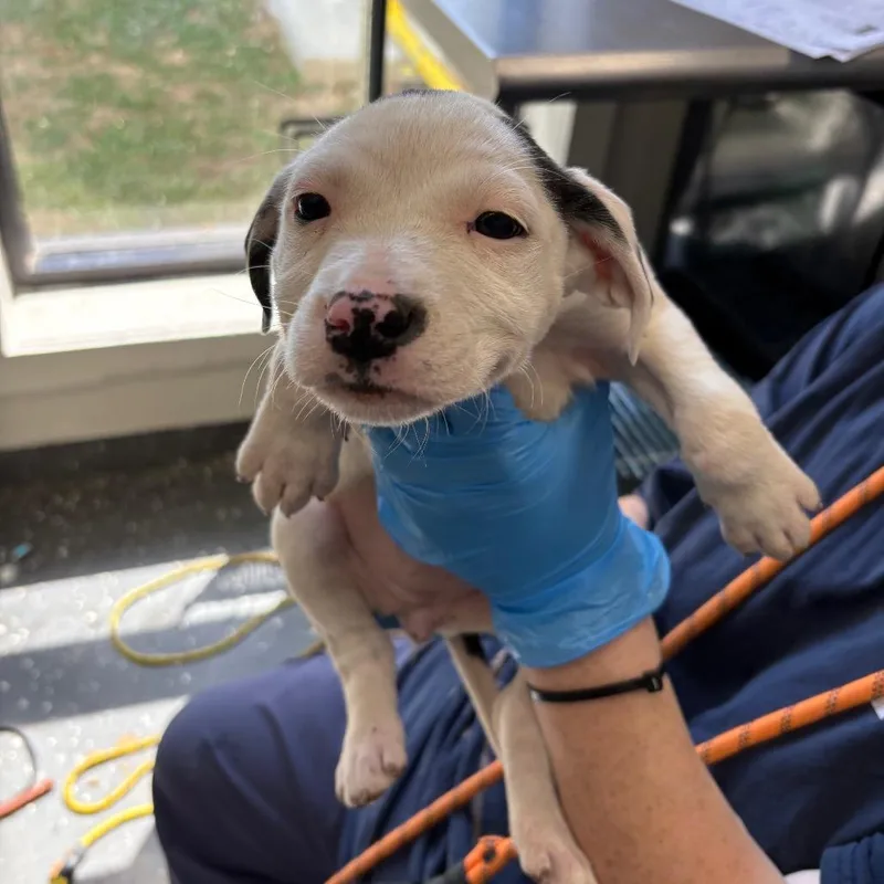 A baby medium-sized female White / Cream Mixed Breed dog named Earth for adoption in Columbiana, AL