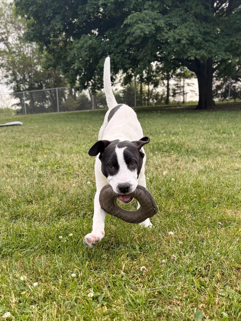 A young medium-sized male Labrador Retriever dog named Lake for adoption in Jefferson, WI