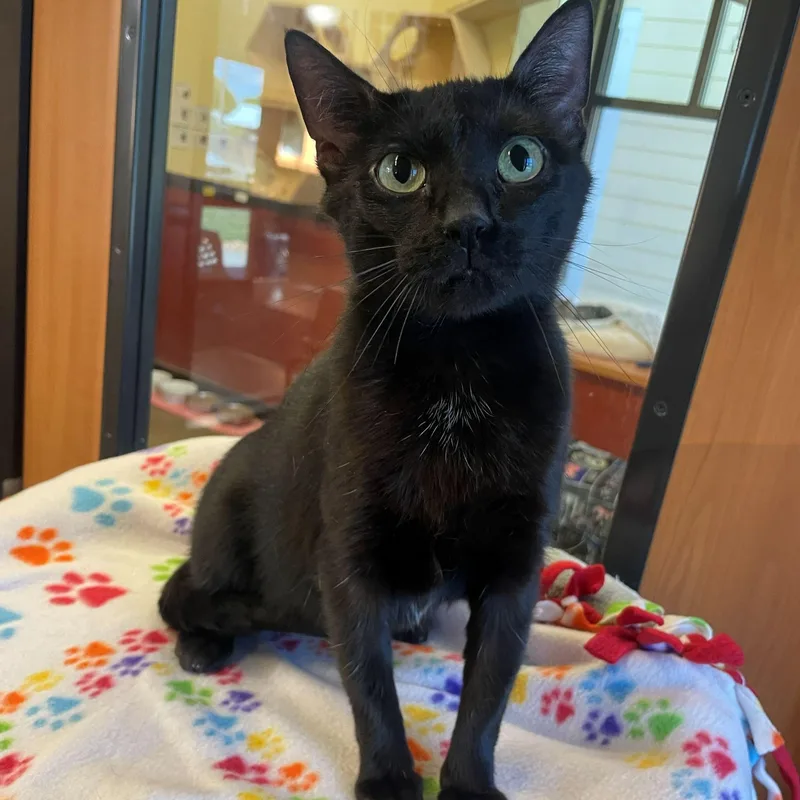 A young medium-sized female Black Domestic Short Hair cat named Maze for adoption in Rochester, MN