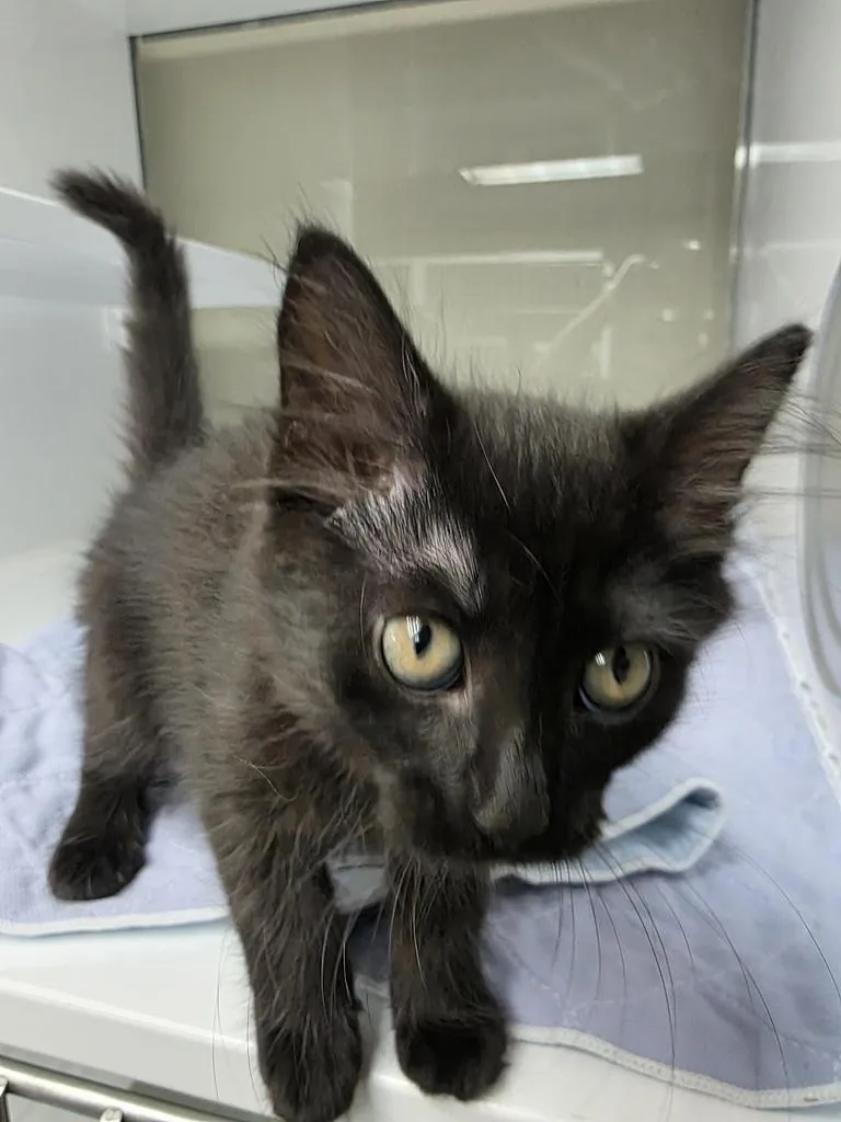 A baby small-sized female Domestic Medium Hair cat named Juniper for adoption in Saint Paul, MN