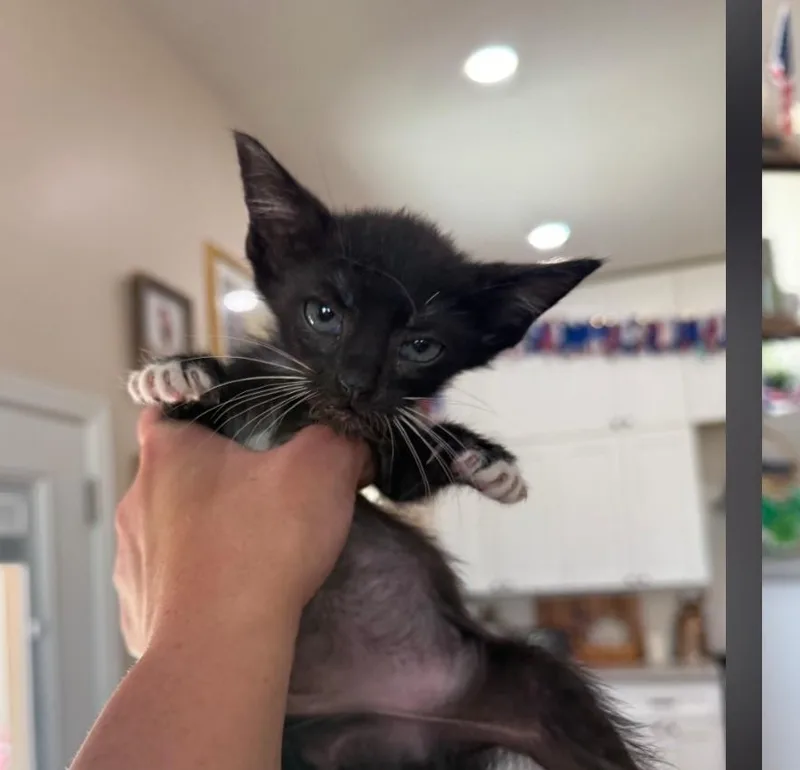 A baby small-sized male Black & White / Tuxedo Domestic Short Hair cat named Venom for adoption in Thatcher, AZ