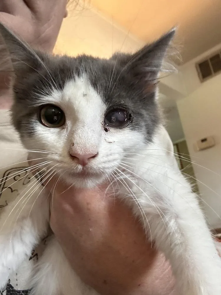 A baby small-sized male Gray & White Domestic Short Hair cat named Uno for adoption in Virginia Beach, VA