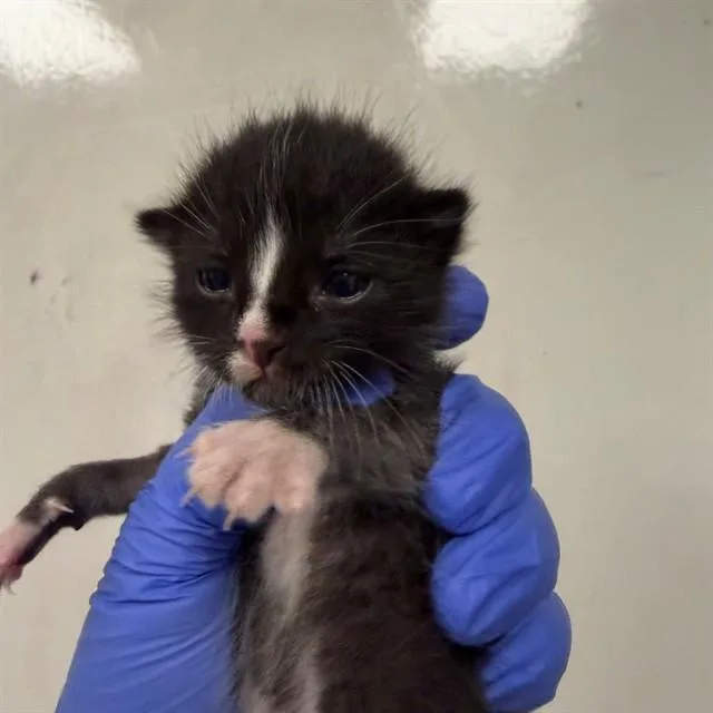 A baby small-sized male Domestic Short Hair cat named A for adoption in Ontario, CA