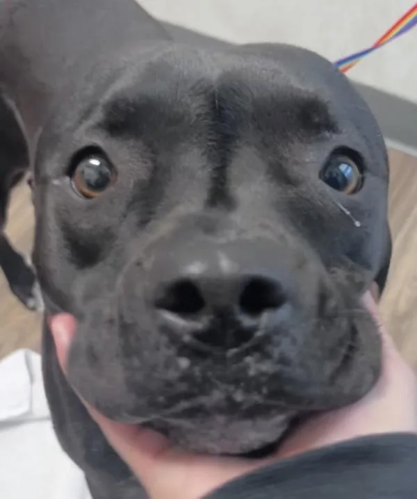 An adult large-sized female Pit Bull Terrier dog named Vivi for adoption in San Diego, CA