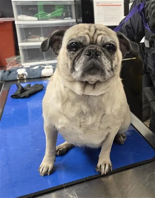 An adult small-sized female Pug dog named Lady Pugsly for adoption in Phoenix, AZ