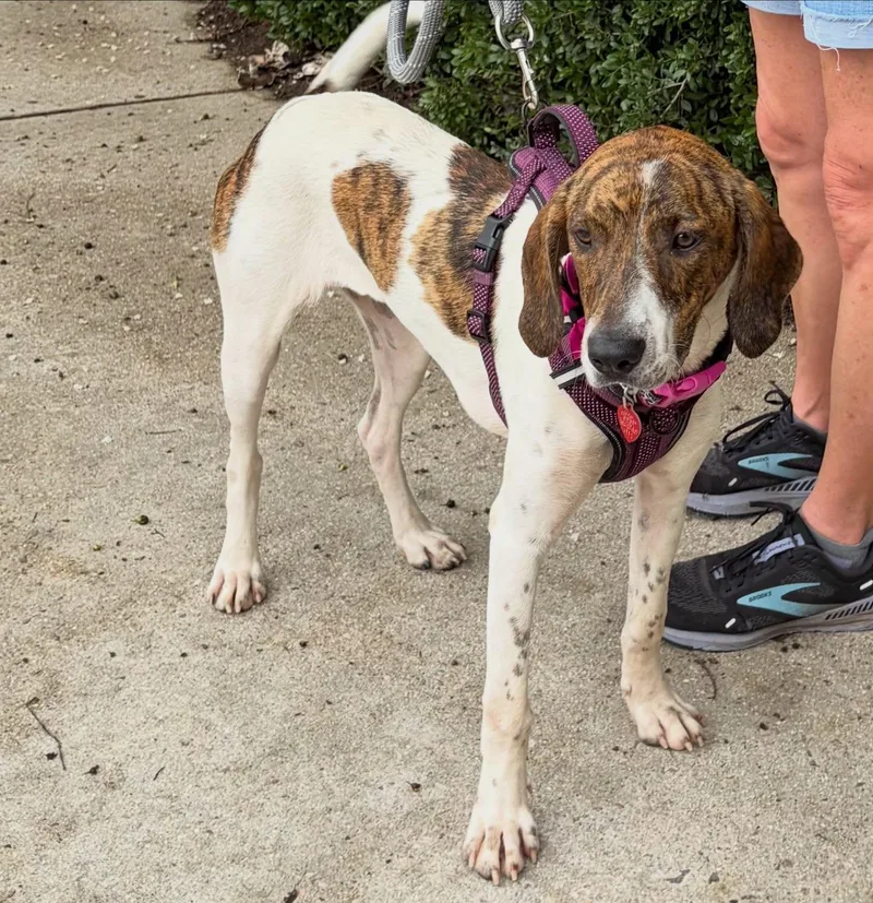 A young medium-sized female Bicolor Hound dog named Jamey for adoption in Raleigh, NC