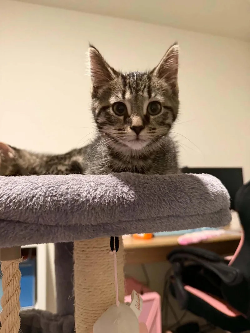 A baby medium-sized male Domestic Short Hair cat named Bradley for adoption in Charleston, SC