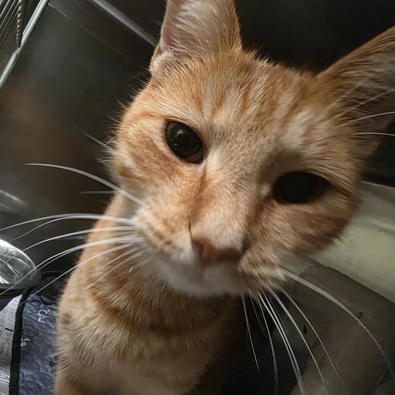 A young medium-sized male Orange / Red Domestic Short Hair cat named Gingersnap for adoption in Kennebunk, ME