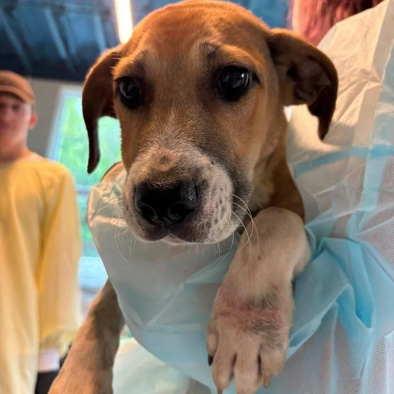 A baby small-sized male Yellow / Tan / Blond / Fawn Mixed Breed dog named Tumeric for adoption in Huntington, WV