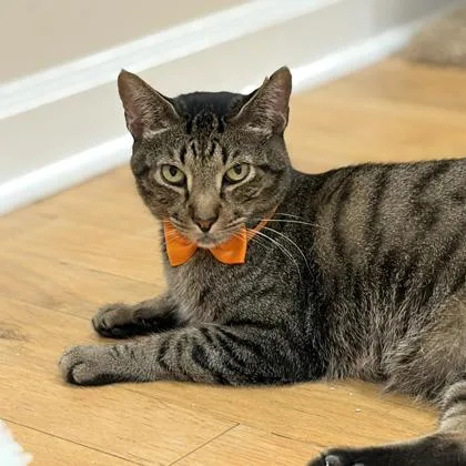 An adult small-sized male Black Domestic Short Hair cat named Sylvester for adoption in Atlanta, GA