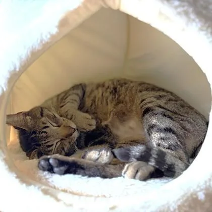 Sylvester thumbnail 2