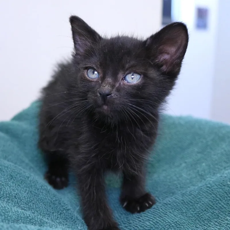 A baby small-sized male Black Domestic Short Hair cat named Jett J for adoption in Rifle, CO