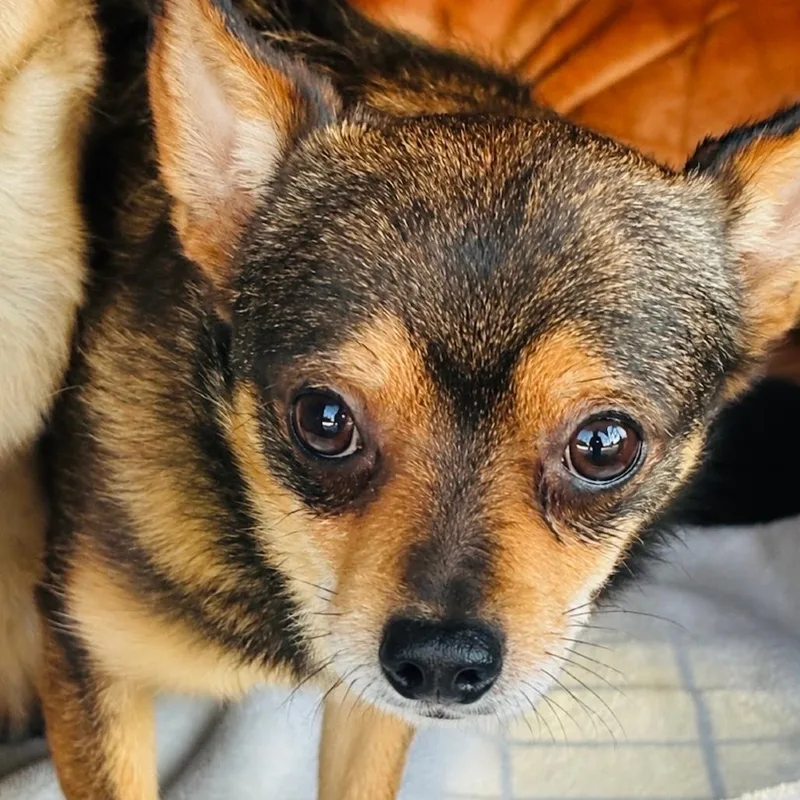 A young small-sized male Chihuahua dog named Nacho for adoption in Rogersville, MO