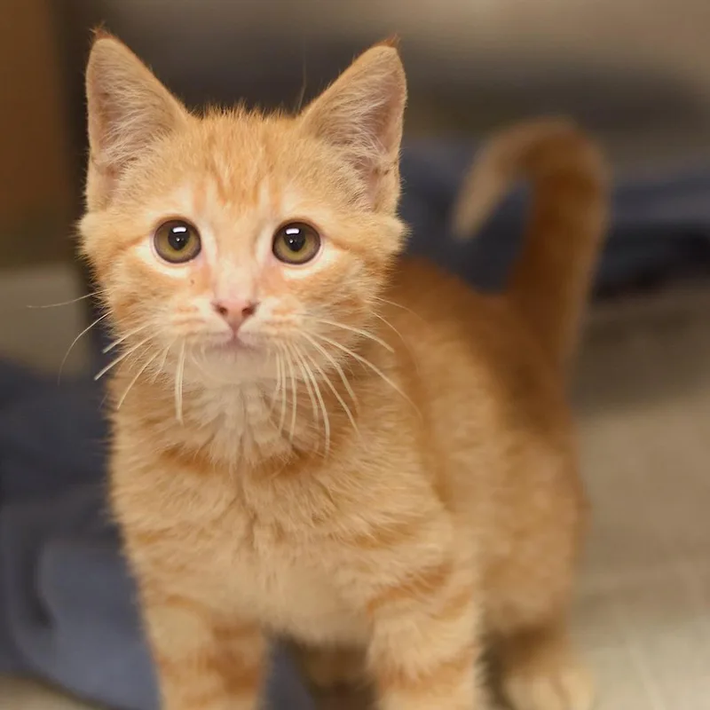 A baby small-sized male Orange / Red Domestic Short Hair cat named Baconator for adoption in Belleville, IL