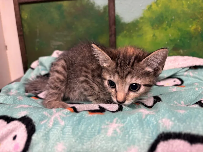 A baby small-sized female Domestic Short Hair cat named Willow for adoption in Houston, TX