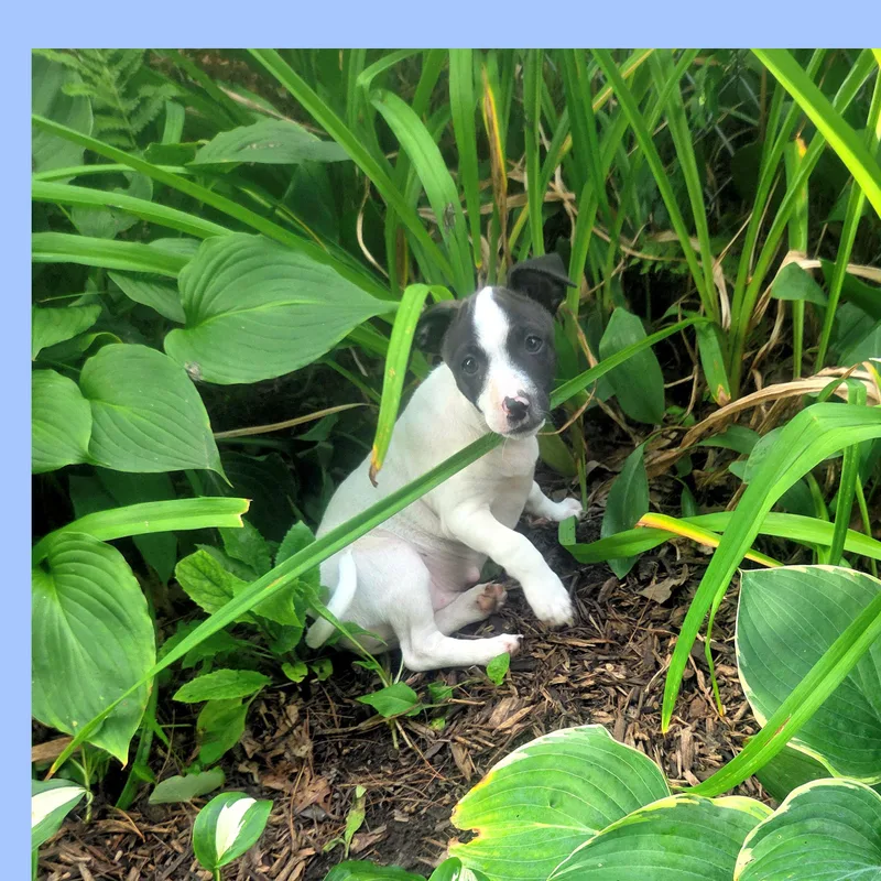 Pepper thumbnail 3