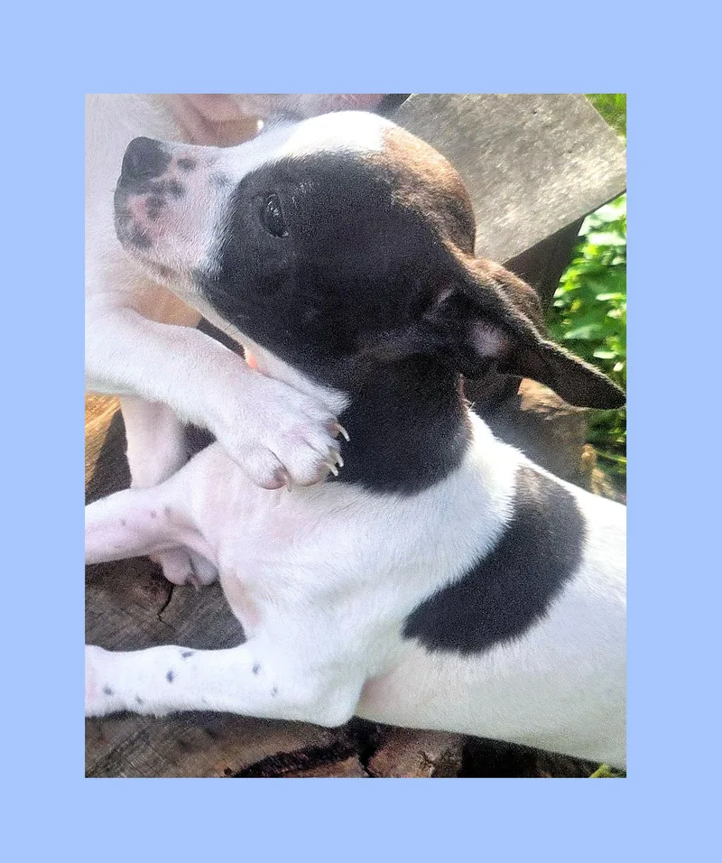 Pepper thumbnail 5