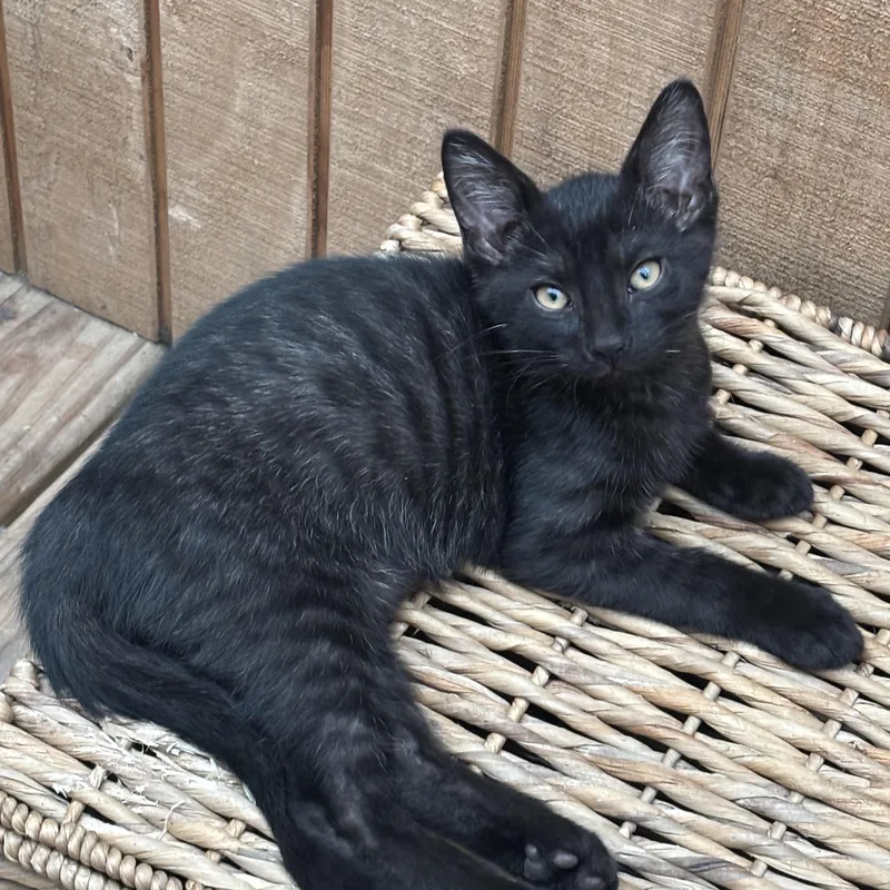 A baby medium-sized male Black Domestic Short Hair cat named Merlin for adoption in Valparaiso, IN