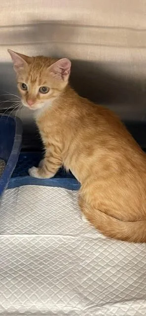 A baby small-sized female Orange / Red Domestic Short Hair cat named Peebo for adoption in Jackson, LA
