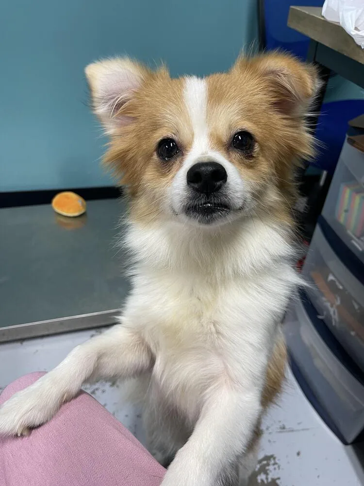 A young small-sized female Pomeranian dog named Foxy for adoption in Chattanooga, TN