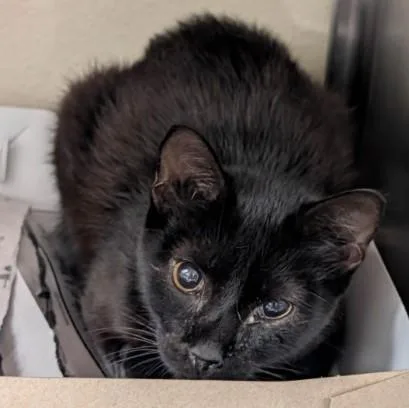 A young small-sized male Domestic Short Hair cat named Et for adoption in San Antonio, TX